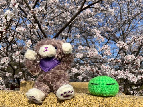 「さくら、きれいだね！」
( - -)<すこしさむいですが おはなみびより