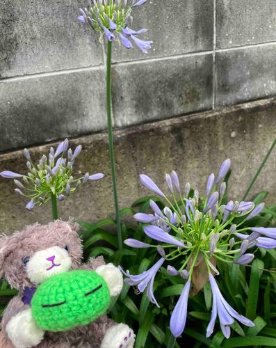 「アガパンサスがさいたよ！」
( - -)＜つゆのじきにさく おはなです あじさいとは またちがった あじわい