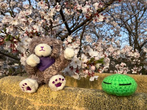 ( - -)<ことしも さくらが さきました
「はるがきたー！ってかんじがするよね！」