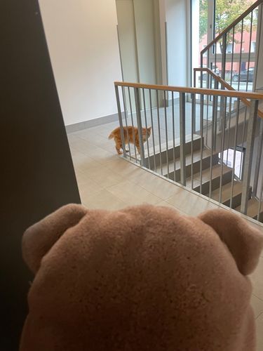 念願の猫と遭遇