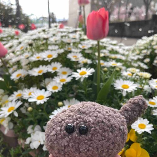 おはないっぱい咲いてるぜー！