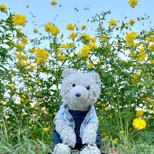 コスモス と コキア も みました🌼
ゆうひ に てらされる コスモスばたけ きれい だった 🐻‍❄️♡