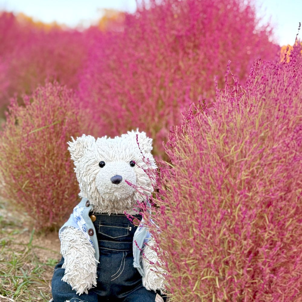 コスモス と コキア も みました🌼
ゆうひ に てらされる コスモスばたけ きれい だった 🐻‍❄️♡