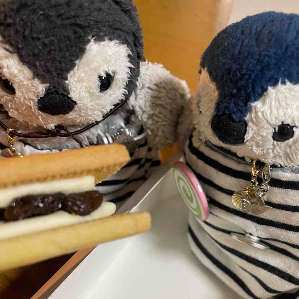 こ、これは！南極にない味！🧊
藤むらのレーズンサンドを食べたよ。甘すぎなくてとってもおいしかったの！みんなもぜひね〜🐧🐧