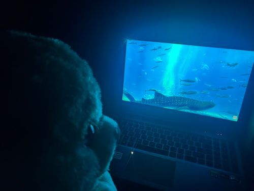 おうち水族館したよ🐠✨
真っ暗な中ひんやりした毛布につつまれてしあわせ
いつか本当の水族館も行きたいな