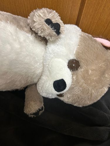 みんなお洋服って飼い主さんにつくってもらってるの？🤔❔
最近涼しくなってきたからぼくもお洋服ほしいんだけどぼくのサイズのお洋服つくってもらうの大変かなあ、、最近のらっこの悩みだよ😵‍💫🌀