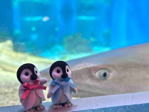 見られてるよ〜🐟