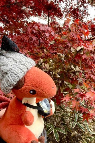 紅葉紅葉！