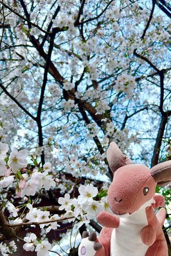せっかくのお散歩日和だけど今日はヒトの子お仕事なんだ。
おなすはお留守番だからイマジナリーおなすで失礼。