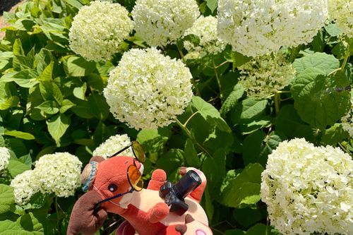 カメラを持って紫陽花みにきたよ📷
きれいだった