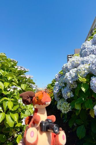 紫陽花の小径だ！