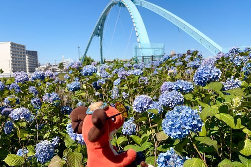 青空と青い橋と青い紫陽花いいね