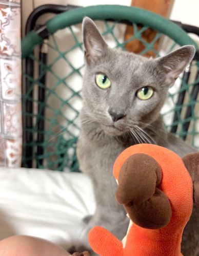 親戚の猫を預かってるよ。おなすには見向きもしないよ