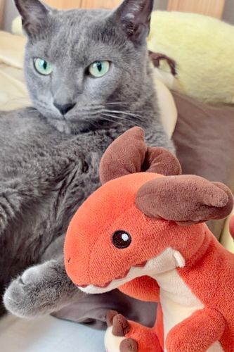 ねこに枕をとられたよ