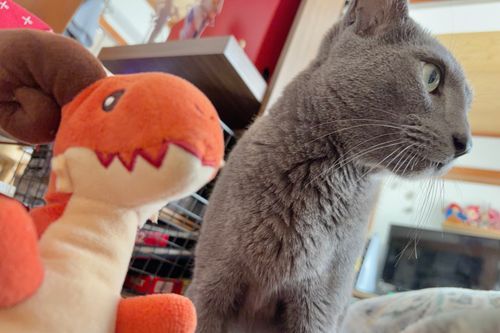 ねこ帰ってったよ。バイバイ👋