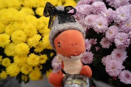 ちょっとお久しぶり。今日は菊を見てきたよ