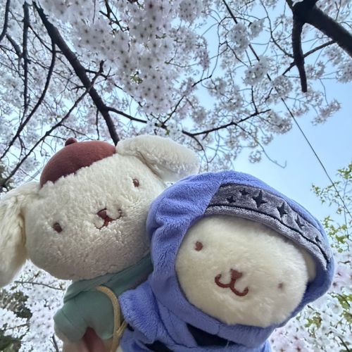 おはなみいったよ🌸
