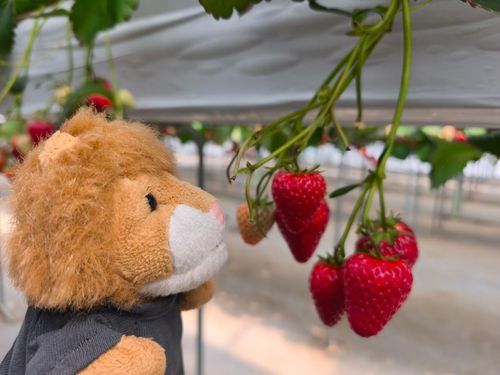 いちご狩りに行ったらいよ。甘いカスミをたっぷり食べたらいよ🍓感激したので投稿するらいよ。