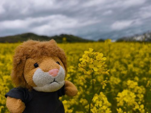 北の地域に行ったらいよ。菜の花畑がキレイだったらいよ。
