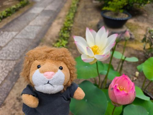 上洛してきたらいよ。お寺のお庭のハスの花と一緒に撮ってもらったらいよ🪷