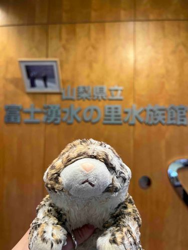 ぼく おさかな すきだから ろーくんが
つれてて くれた よ🐟
あちゃん は いわな おいしそー って
いってた😰