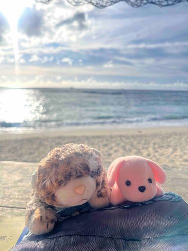 じぇにふぁ と とって もらった😆
ぼくたち いつも いっしょ なんだよ😆
じぇにふぁ の おなまえ は ろーくん が つけたよ！