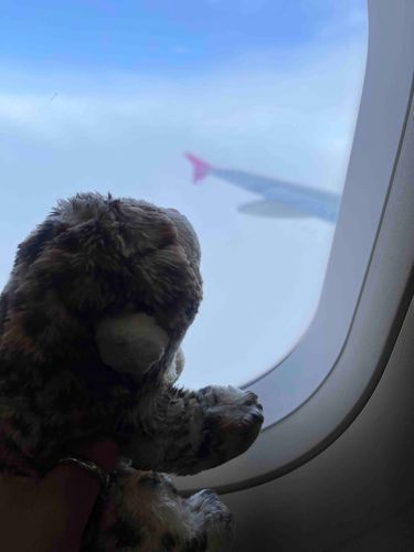 ろーくん の おたんじょび だから ひこおき のったよ ✈️
あちゃん と ろーくん は すいっち で 遊んでるよ なかよしだね😆