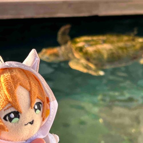 うらたさん ！ かめ さん だね 〜 ！