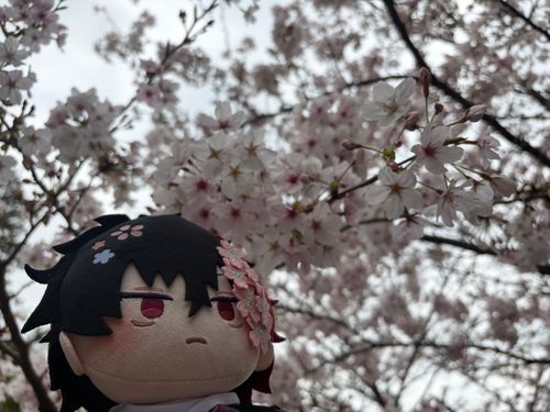 桜、見に行った🌸