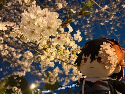 このまえ見てきた、夜桜🌸