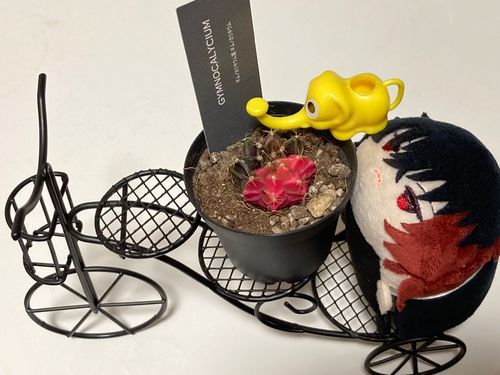 おれとおんなじ色のさぼてん🌵