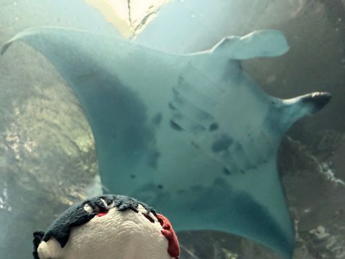 でっかいマンタ °･🐠