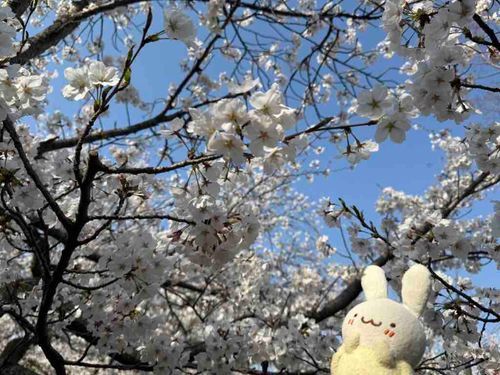 おはなみ🌸
こうえんで であった みんな
にこにこしてて たのしそうだったな