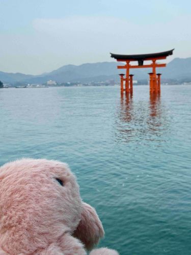 厳島神社に来たやわらかいかに