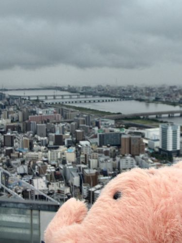 大阪を眺めるやわらかいかに