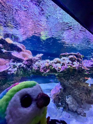 魚たち...おはよーーー！！！！📢