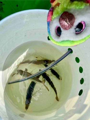 アジを釣ったよ🎣

羽がﾍﾞｼｮﾍﾞｼｮだったから、逆さステッカーおまめで失礼するよ！