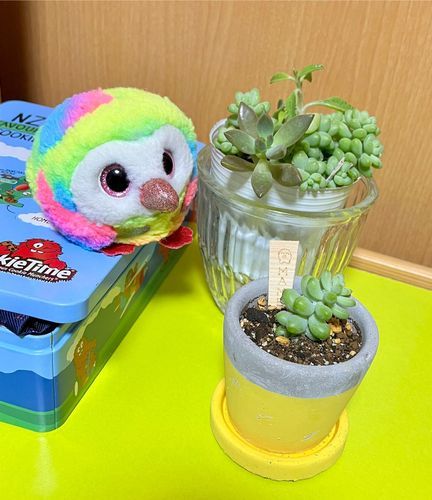 おまめがセキニンもって育てるよ