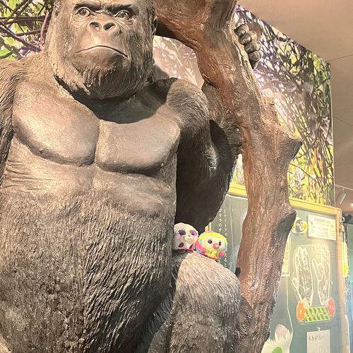 おまめたちどこにいるかわかる？
友達とゴリラに会いに来たんだよ！