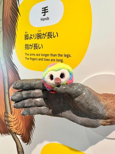 おまめ(omame)

脚よりクチバシが長い
色が良い
かっこいい
目がキレイ
まるい
おもしろい...🖋️🦜