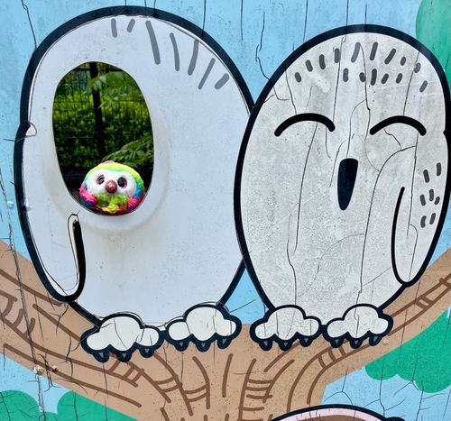 白いフクロウになった、おまめ