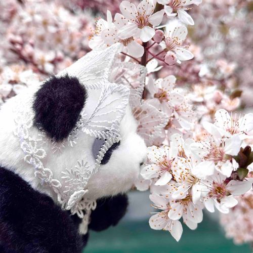 桜が咲いていたよー🌸
もう春だね☘️🐼