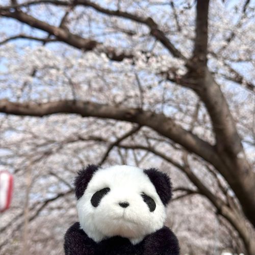 今日も桜をみてきたよ🌸
地元の桜はまだつぼみが多かったんだ〜
また満開の時にみに行くよ！