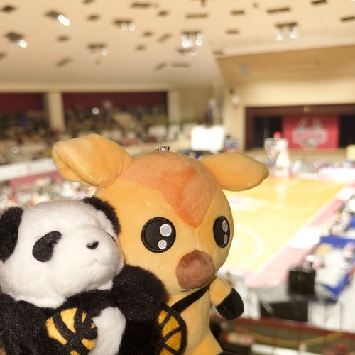 プチお花見をしたあと
バスケの試合をみてきたよ🏀🌱
応援してるチームのマスコット
シカッチェと写真を撮ったよー🦌🌟
負けちゃったけど楽しい試合だった！