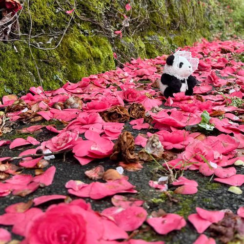 椿の花びら絨毯だよー🌷
ちょっとモデルさんみたいに撮ってもらったよ☘️