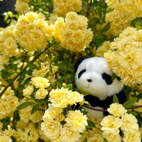 お庭のお花だよ〜🌼
きれいなお花たくさんの季節だね🍀🍓