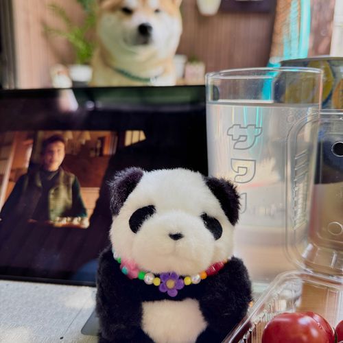 みんなGWはどんな風に過ごしてるのかな？🍀

パンちゃんは今日会う予定だったお友達との予定がなくなっちゃったから、主とおうちで昼飲みしているよ〜！
昨日まではすごい雨だったけど今日は天気がいいからお庭で楽しんでるんだー！🍻
家族の犬くん(リアル)も一緒だよ🎶

みんなが充実したGWを過ごせますように🐼🌟