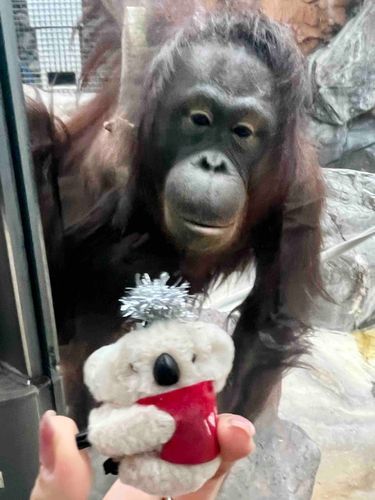 おらんうたーんさんとも、おどもだちに、なれましたよ🐨❤️