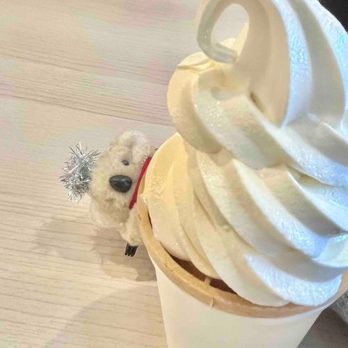 そふとくりむから、ひょこりと、とうじょう🐨⁉️⁉️