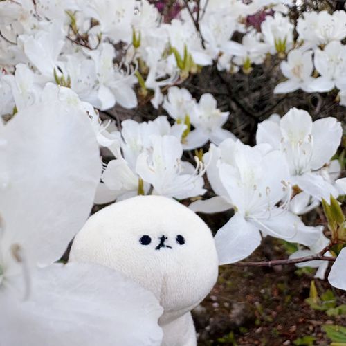 お花が綺麗でいい香りだね🌸